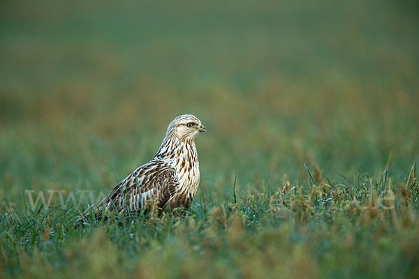 Rauhfußbussard (Buteo lagopus)