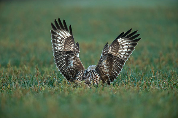 Rauhfußbussard (Buteo lagopus)