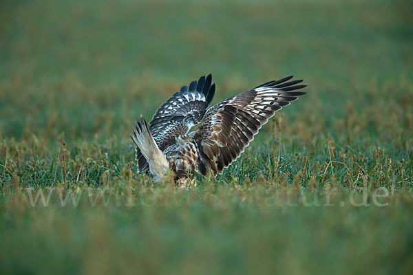 Rauhfußbussard (Buteo lagopus)