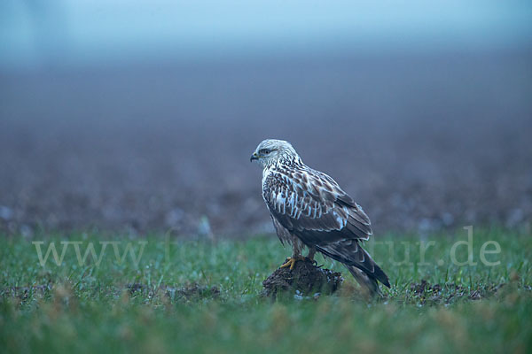 Rauhfußbussard (Buteo lagopus)