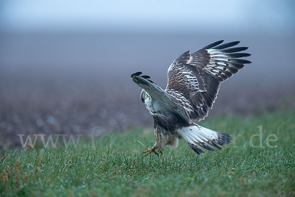 Rauhfußbussard (Buteo lagopus)