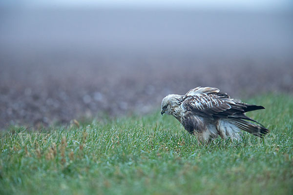 Rauhfußbussard (Buteo lagopus)