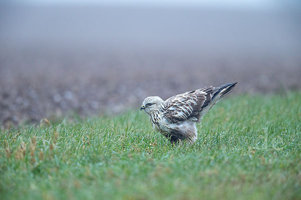 Rauhfußbussard (Buteo lagopus)