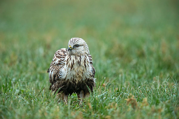 Rauhfußbussard (Buteo lagopus)