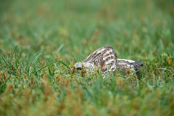 Rauhfußbussard (Buteo lagopus)