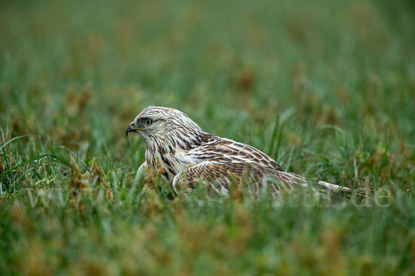 Rauhfußbussard (Buteo lagopus)