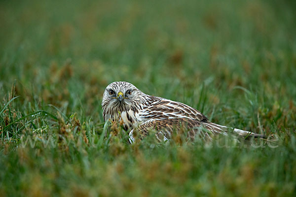 Rauhfußbussard (Buteo lagopus)