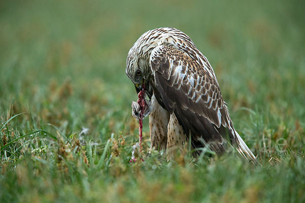 Rauhfußbussard (Buteo lagopus)