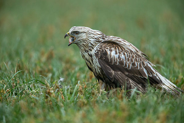 Rauhfußbussard (Buteo lagopus)