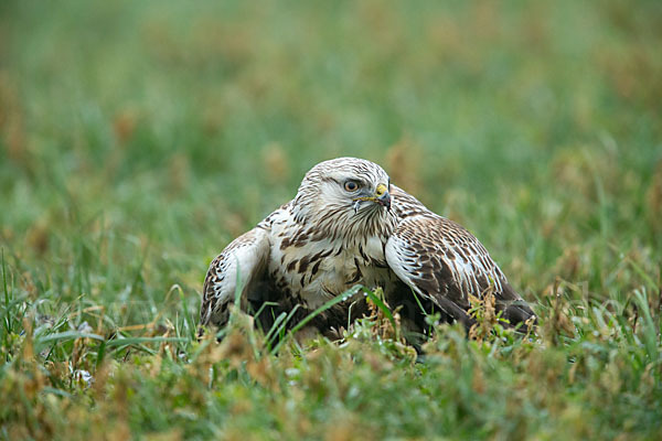 Rauhfußbussard (Buteo lagopus)