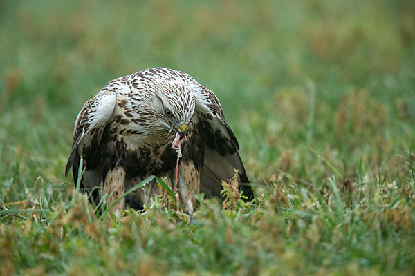 Rauhfußbussard (Buteo lagopus)