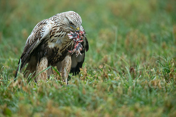 Rauhfußbussard (Buteo lagopus)