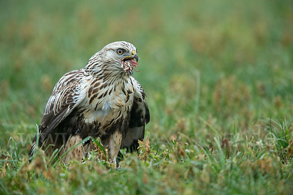 Rauhfußbussard (Buteo lagopus)