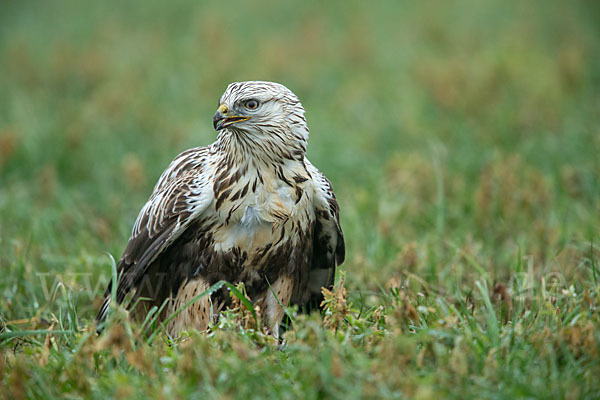 Rauhfußbussard (Buteo lagopus)