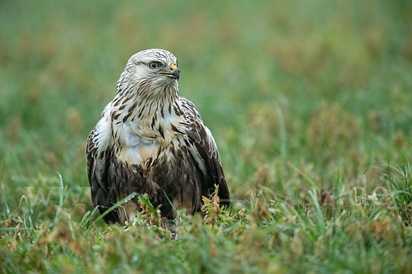 Rauhfußbussard (Buteo lagopus)