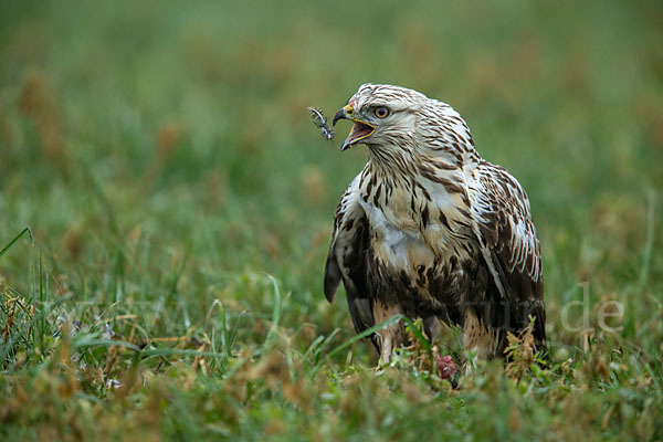 Rauhfußbussard (Buteo lagopus)