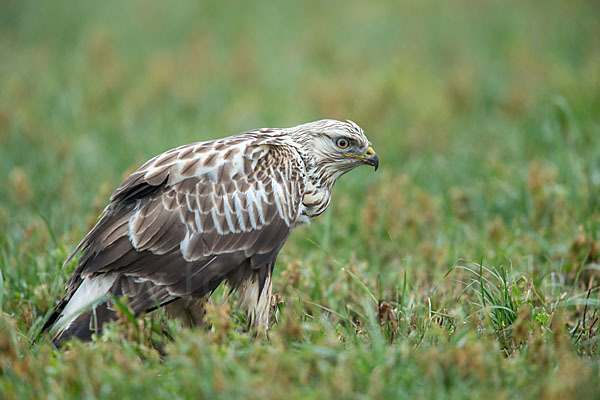 Rauhfußbussard (Buteo lagopus)