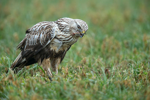 Rauhfußbussard (Buteo lagopus)