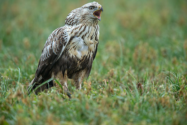 Rauhfußbussard (Buteo lagopus)