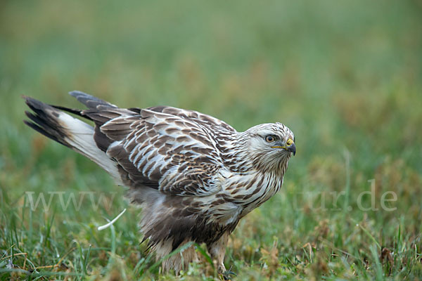 Rauhfußbussard (Buteo lagopus)