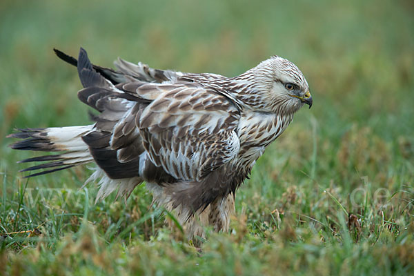 Rauhfußbussard (Buteo lagopus)