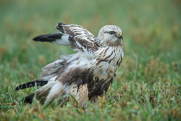 Rauhfußbussard (Buteo lagopus)