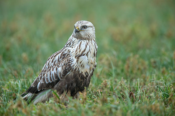 Rauhfußbussard (Buteo lagopus)