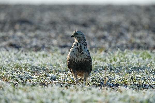 Rauhfußbussard (Buteo lagopus)