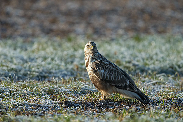 Rauhfußbussard (Buteo lagopus)