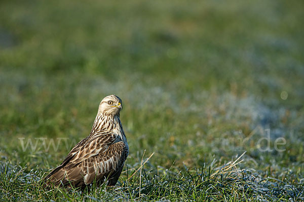 Rauhfußbussard (Buteo lagopus)