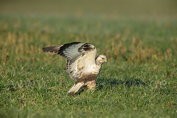 Rauhfußbussard (Buteo lagopus)