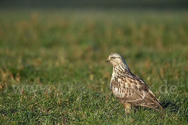 Rauhfußbussard (Buteo lagopus)