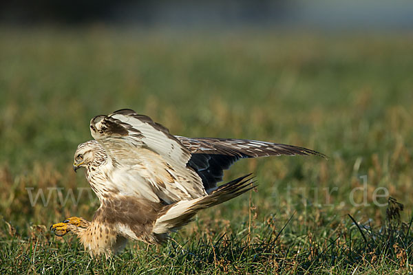 Rauhfußbussard (Buteo lagopus)