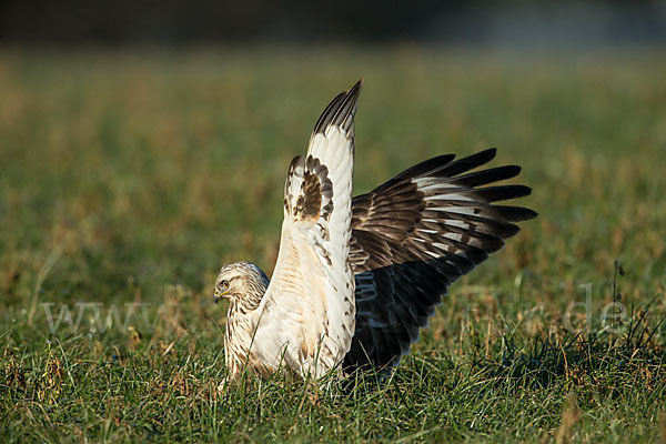 Rauhfußbussard (Buteo lagopus)