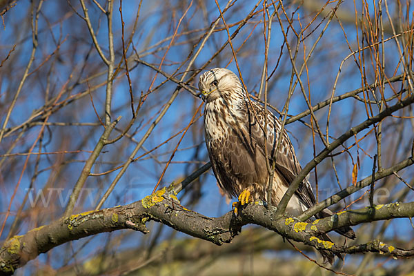 Rauhfußbussard (Buteo lagopus)