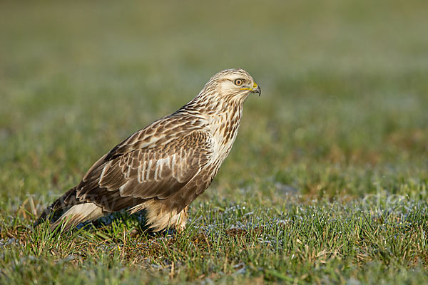 Rauhfußbussard (Buteo lagopus)