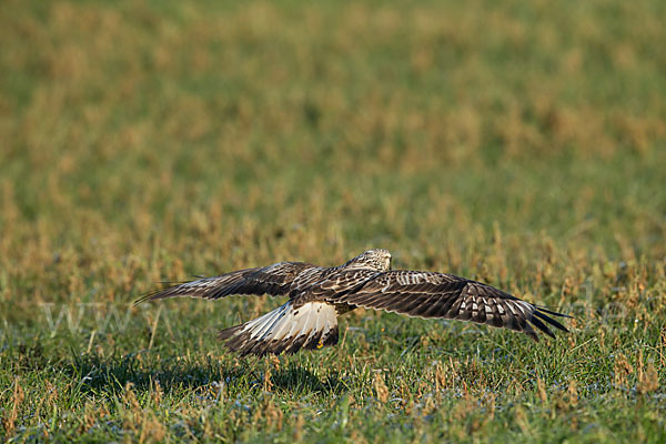 Rauhfußbussard (Buteo lagopus)