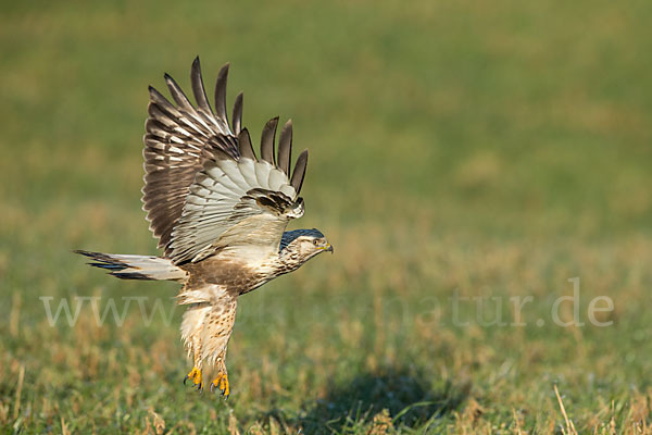 Rauhfußbussard (Buteo lagopus)