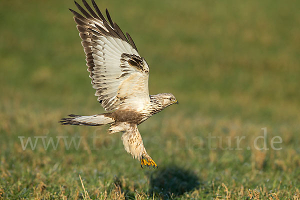 Rauhfußbussard (Buteo lagopus)