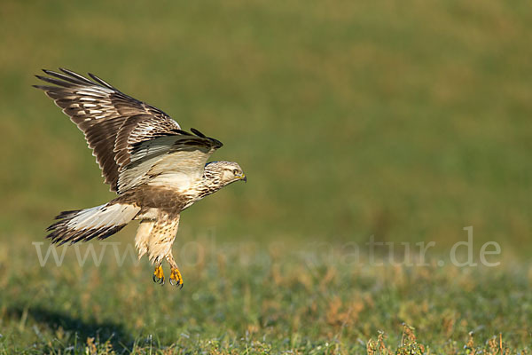 Rauhfußbussard (Buteo lagopus)