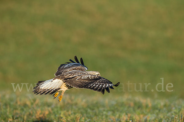 Rauhfußbussard (Buteo lagopus)