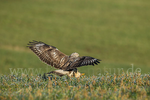 Rauhfußbussard (Buteo lagopus)