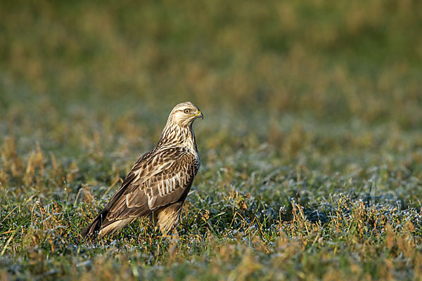 Rauhfußbussard (Buteo lagopus)