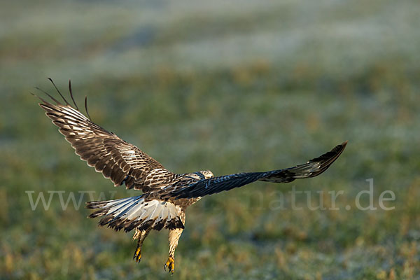 Rauhfußbussard (Buteo lagopus)