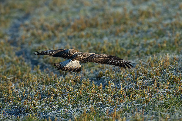 Rauhfußbussard (Buteo lagopus)