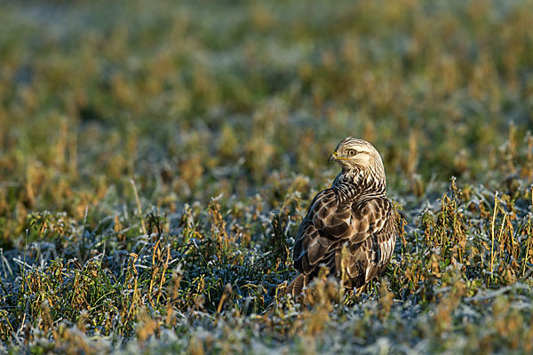 Rauhfußbussard (Buteo lagopus)