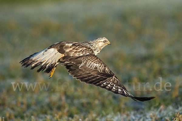 Rauhfußbussard (Buteo lagopus)