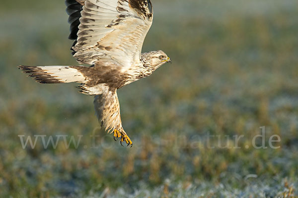 Rauhfußbussard (Buteo lagopus)