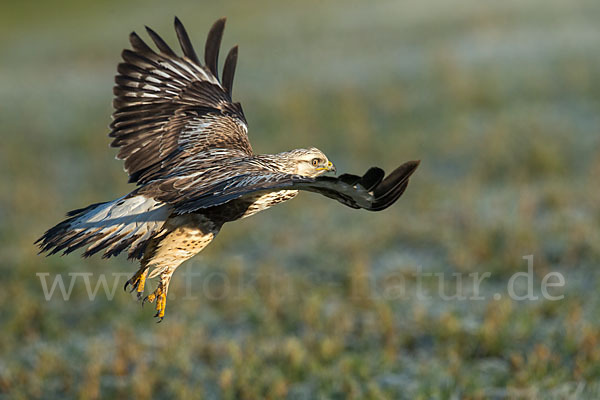 Rauhfußbussard (Buteo lagopus)