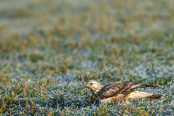 Rauhfußbussard (Buteo lagopus)